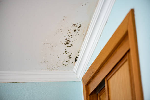 Best Black Mold Remediation in Mount Shasta, CA