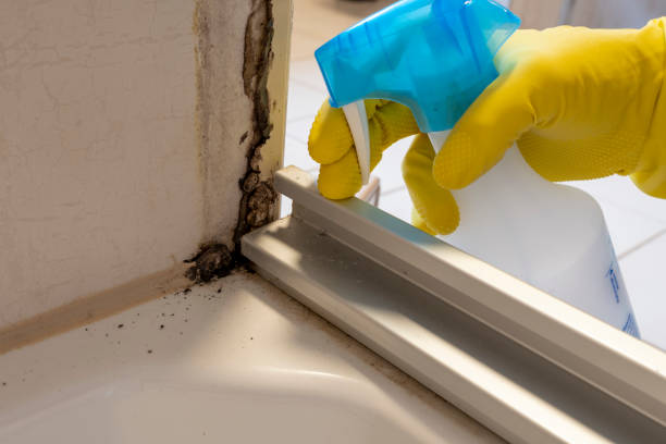 Best Attic Mold Remediation in Mount Shasta, CA