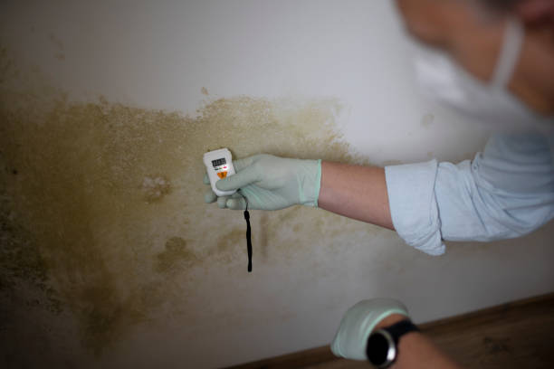 Best Residential Mold Remediation in Mount Shasta, CA
