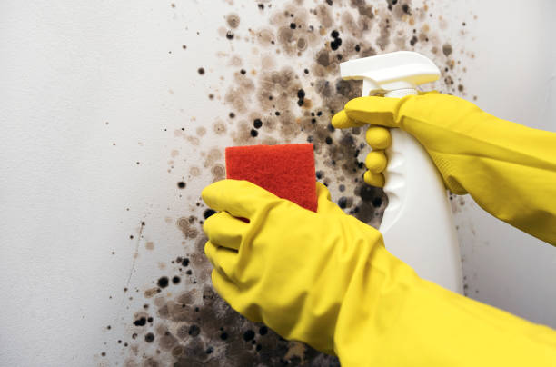 Best DIY Mold Remediation Support Services in Mount Shasta, CA