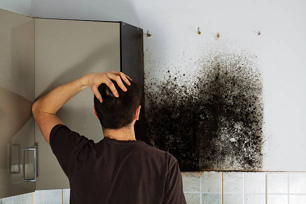 Best Residential Mold Remediation in Mount Shasta, CA