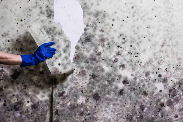 Best HVAC Mold Remediation in Mount Shasta, CA