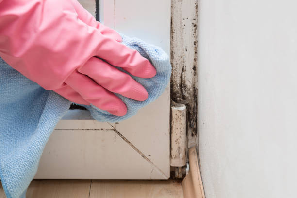 Best Black Mold Remediation in Mount Shasta, CA
